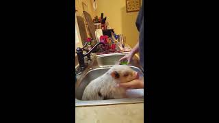 Mini Piglet Takes A Bath [upl. by Tsai]