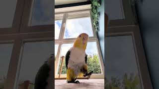 A parrots version of chicken dance 😎 😅 chickendance [upl. by Maurilia]