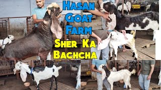 Hassan goat farm Charminar murgi Hyderabadi ka collection Janasheen se loaded Gulabi bakri [upl. by Gaige]