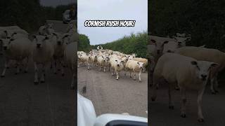 Cornish commute home shorts sheep [upl. by Bills]