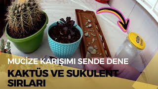 Altın fıçı kaktüs ve sukulent bakımı ve püf noktaları [upl. by Akirdnas]