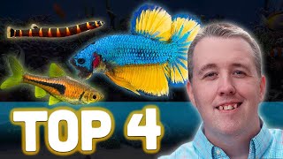 Top 4 Betta Tank Mates [upl. by Ron]