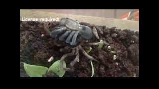 Australian Bird Eating Spider [upl. by Abixah]