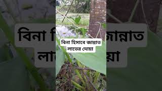 বিনা হিসাবে জান্নাত যাইবার দোয়া ইসলামিকভিডিও islamictatus islamicvideo duya duakobulerdua waz [upl. by Walden]