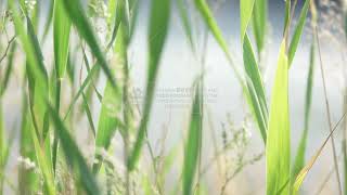 Stock footage  Reed Leaves [upl. by Lemrahc]