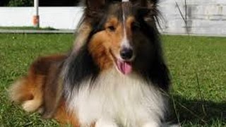 Shetland Sheepdog Sheltie [upl. by Leavy546]