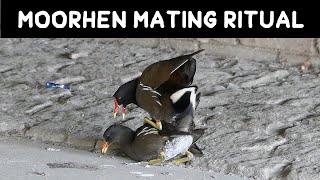 Moorhen Mating Ritual  female calls [upl. by Axel650]