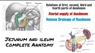 Small intestine anatomy  Relations of duodenum and its blood supply  Jejunum and ileum Anatomy [upl. by Ricker]