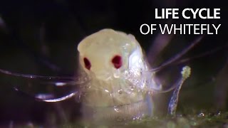 Life cycle of whitefly [upl. by Nylirrej]