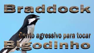 Bigode Braddock canto mateiro agressivo para tocar os machos ao redor gravado ao vivo em HQ [upl. by Normand]