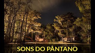 Sons do Pântano a noite Corujas Grilos Chuva calma  PARA RELAXAR E DORMIR BEM [upl. by Nomsed676]