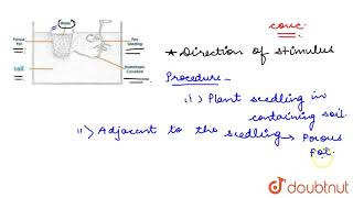 Design an experiment to demonstrate hydrotropism  10  CONTROL AND COORDINATION  biology [upl. by Bron]