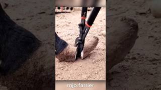 Horse Hoof Trimming And Teeth Filing [upl. by Ranique]