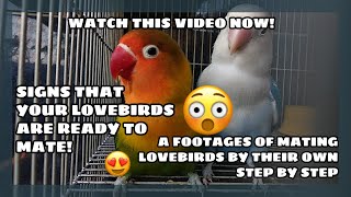 AFRICAN LOVEBIRDS MATING PROCESS  FROM COURTING TO MATING  ENG SUB [upl. by Akirehs371]