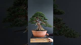 Bonsai taxus baccata [upl. by Ahseem]