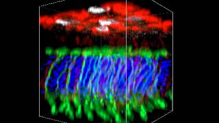 ZEISS LSM 800 with Airyscan Mouse retina confocal 3D microscopy [upl. by Annoeik]