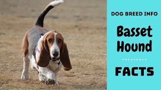 Basset Hound dog breed All breed characteristics and facts about Basset Hound [upl. by Cherlyn]