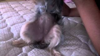 Pregnant Yorkie 3 12 weeks [upl. by Reave]