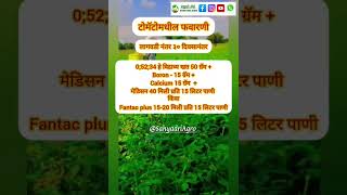 टोमॅटो फवारणी 5 व 6 tomatospray 5 amp 6 ytshortsindia sahyadriagro agriculture ytshort tomato [upl. by Vtarj653]