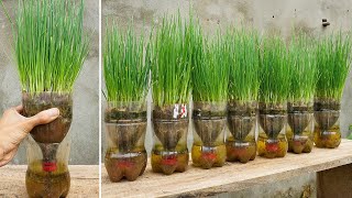 Growing green onions in selfwatering plastic bottles  easy and fast to harvest [upl. by Nivar]