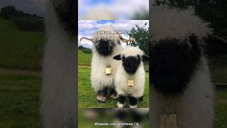 Valais Blacknose  The Cutest Sheep [upl. by Nicholle]