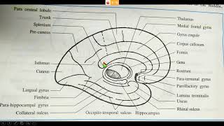 Sulci and gyri of superolateral surface of cerebrum [upl. by Idur200]