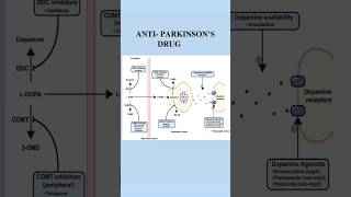 ANTI PARKINSONS DRUGS  Drugs used in Parkinsons Disease parkinson dopamine acetylcholine [upl. by Eula]