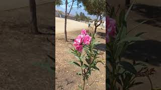 Identificando Nerium oleander o Laurel de Flor Quillota Valparaíso Chile [upl. by Ardnassak681]