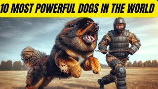 Beware 10 Dogs With Unmatched Power and Strength [upl. by Craggy435]