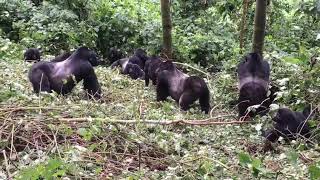 Gorilla Fights On Camera with 4 Gorillas I Nature Fight [upl. by Aisiram959]