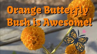 Orange Butterfly Bush is Awesome [upl. by Accever]