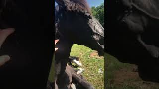 « Il faut descendre de cheval pour apprendre à monter » Danse avec lui [upl. by Akined]