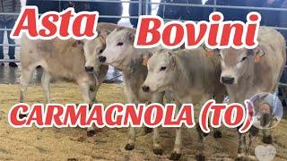 ASTA BOVINI CARMAGNOLA TO piemonte [upl. by Ailed]