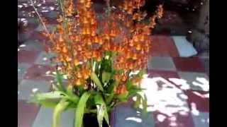 Giant oncidium orchid  12 spike all bloom [upl. by Pooley]