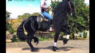 EL MECHON  Friesian Stallion  Alta Escuela Y Baile  Club Ecuestre SM [upl. by Julietta895]