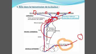 Physiologie de la formation réticulaire [upl. by Heim]