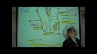 ANATOMY MALE REPRODUCTIVE SYSTEM by Professor Fink [upl. by Ycnalc]