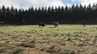 Torneio de Chegas de Bois Montalegre 2018 [upl. by Ennayr425]