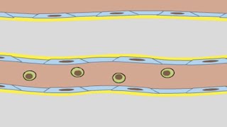 Movie 117 Rolling Leukocytes [upl. by Hayalat]