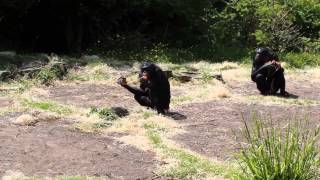 Bonobos voedermoment  Bonobo feeding time  Planckendael [upl. by Acissey]