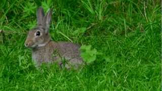 European Rabbit or Common Rabbit Oryctolagus cuniculus  Wildkaninchen 1 [upl. by Anomis]