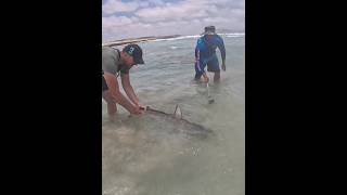 Ce REQUIN nous attaque pendant la relâche  😱😂 pêche requin plage fishing shark attack [upl. by Nylac]