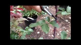 How to Prune a Hybrid Tea Rose Bush [upl. by Uliram]