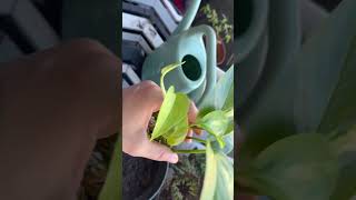 Propogating pothos [upl. by Iliram]