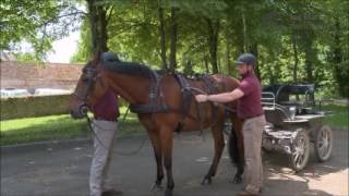 Attelage  Atteler son cheval  1  Mise à la voiture [upl. by Eirahcaz]