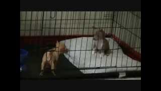 Chihuahua puppies talking yelling and fighting with each other [upl. by Norab871]