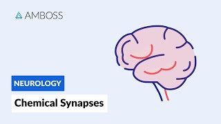 Chemical Synapses Neuronal Signal Transmission [upl. by Lucrece]