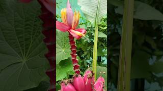 Pink banana blossoms 🇨🇷 Costa Rica [upl. by Birkle]