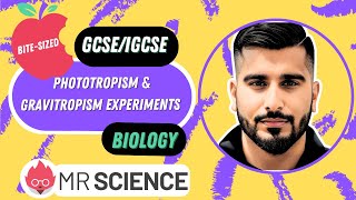 Phototropism amp Gravitropism experiments Darwin Bitesized  GCSE  IGCSE Biology Mr Science in 8K [upl. by Hurd]