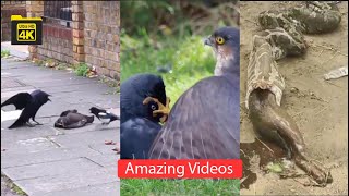 Eagle Vs Bird and Crow Fight Python Release Dog and Eagle Vs Crow Video Animal Theater [upl. by Nan]